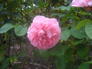 Roses